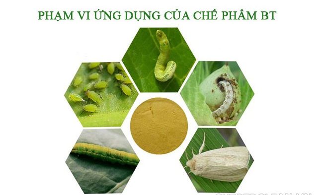 ứng dụng của chế phẩm Bt