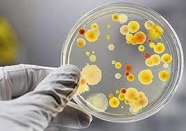 công nghệ vi sinh là gì